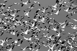 Images Dated 13th February 2013: USA, New Mexico, Bosque Del Apache National Wildlife Rescue, Snow geese in flight