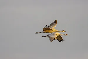 USA, New Mexico, Bosque del Apache National Wildlife Reserve. Sandhill crane pair flying