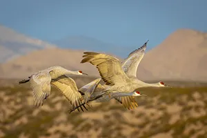 Images Dated 27th May 2020: USA, New Mexico, Bosque del Apache National Wildlife Reserve. Sandhill cranes flying