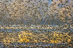 Images Dated 27th May 2020: USA, New Mexico, Bosque del Apache National Wildlife Reserve