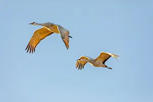 Images Dated 27th May 2020: USA, New Mexico, Bosque del Apache National Wildlife Reserve