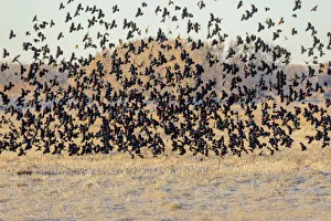 USA, New Mexico, Bosque del Apache National Wildlife Reserve