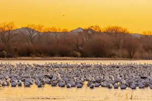 Images Dated 28th May 2020: USA, New Mexico, Bosque del Apache National Wildlife Reserve