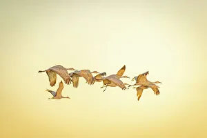 Images Dated 22nd September 2022: USA, New Mexico, Bosque del Apache National Wildlife Reserve. Sandhill cranes in flight