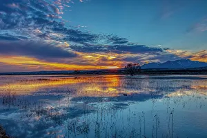 USA, New Mexico, Bosque del Apache National Wildlife Reserve. Sunset reflections on water and swimming northern shoveler bird
