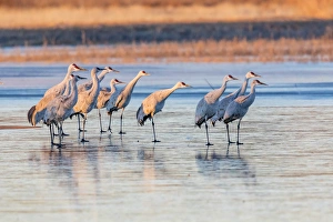 USA, New Mexico, Bosque del Apache Natural Wildlife Refuge. Sandhill cranes on ice at sunrise