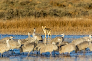 New Mexico Prints: USA, New Mexico, Bosque del Apache Natural Wildlife Refuge. Coyote and sandhill cranes