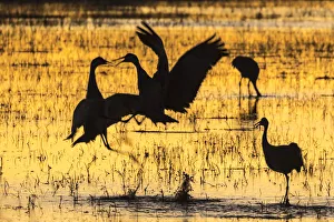Images Dated 27th January 2017: USA, New Mexico, Bosque del Apache Natural Wildlife Refuge
