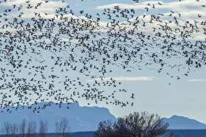 Geese Prints: USA, New Mexico, Bosque del Apache Natural Wildlife Refuge. Snow geese in flight