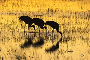 Images Dated 27th January 2017: USA, New Mexico, Bosque del Apache Natural Wildlife Refuge