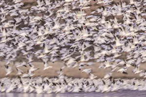 Images Dated 29th January 2017: USA, New Mexico, Bosque del Apache Natural Wildlife Refuge. Blur of snow geese blastoff