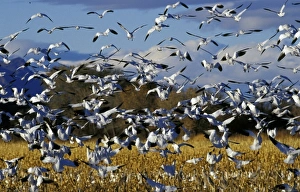 Images Dated 26th June 2007: USA, New Mexico, Bosque del Apache NWR
