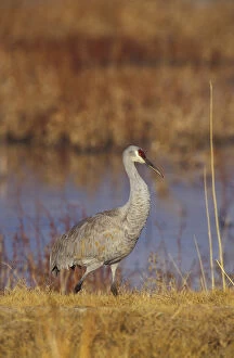 Images Dated 31st August 2003: USA, New Mexico, Bosque del Apache NWR Sandhill crane (Grus canadensis) along