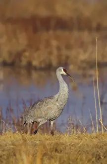 Gruidae Prints: USA, New Mexico, Bosque del Apache NWR Sandhill crane (Grus canadensis) along
