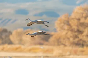 Images Dated 18th December 2017: USA, New Mexico, Bosque del Apache Wildlife Refuge. Sandhill cranes flying. Credit as