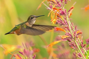 Images Dated 18th April 2024: USA, New Mexico. Broad-tailed hummingbird feeding on flower