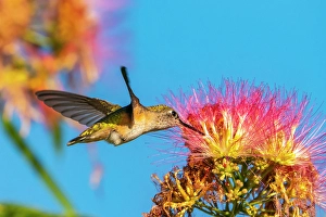 Images Dated 18th April 2024: USA, New Mexico. Broad-tailed hummingbird feeding on mimosa blossom