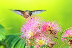 Images Dated 18th April 2024: USA, New Mexico. Broad-tailed hummingbird feeding on mimosa blossom