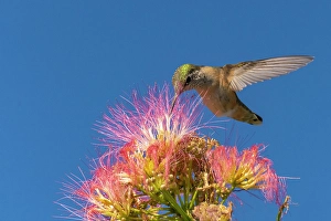 Mimosa Prints: USA, New Mexico. Broad-tailed hummingbird feeding on mimosa blossom