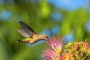 Mimosa Prints: USA, New Mexico. Broad-tailed hummingbird feeding on mimosa blossom