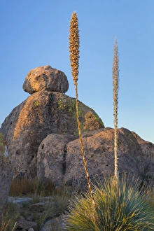 Images Dated 16th November 2014: USA, New Mexico, City of Rocks State Park. Blooming sotol and boulders. Credit as