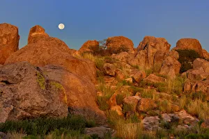 Images Dated 2021 July: USA, New Mexico, City of Rocks State Park