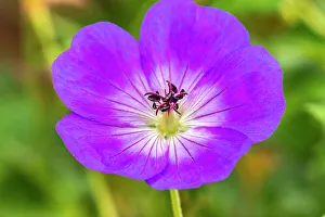 Images Dated 15th November 2021: USA, New Mexico. Close-up of geranium blossom