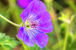 Images Dated 15th November 2021: USA, New Mexico. Close-up of geranium blossom