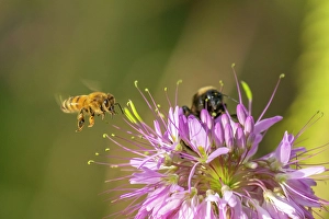 Images Dated 22nd September 2023: USA, New Mexico. Close-up of honey bees on flower