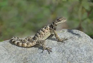Dave Welling Prints: USA, New Mexico. Crevice spiny lizard on rock