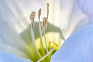Images Dated 22nd October 2020: USA, New Mexico. Datura blossom close-up