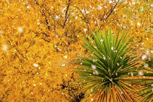 Images Dated 10th May 2024: USA, New Mexico. Falling snow and autumn leaves on tree and yucca
