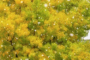 Images Dated 10th May 2024: USA, New Mexico. Falling snow and autumn leaves on trees