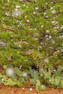 Cactus Prints: USA, New Mexico. Falling snow on pine tree and cacti