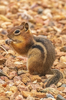 Rodent Prints: USA, New Mexico. Golden-mantled ground squirrel eating