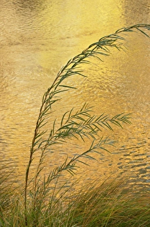 Marie Bush Prints: USA, New Mexico. Grass and sky reflections in the Chama River