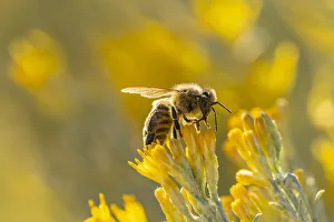 Images Dated 17th April 2021: USA, New Mexico. Honey bee on rabbitbrush