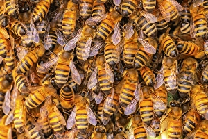 Prints of USA, New Mexico. Honey bees swarming Images Dated 2024 November: USA, New Mexico. Honey bees swarming