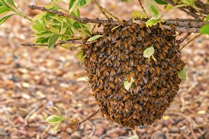 Sandoval County Prints: USA, New Mexico. Honey bees swarming