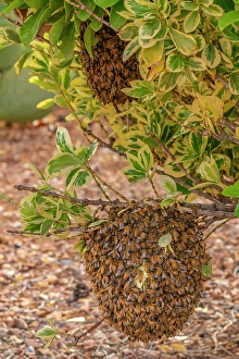 Sandoval County Prints: USA, New Mexico. Honey bees swarming