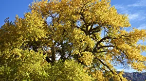 Connie Bransilver Prints: USA, New Mexico. Jemez Mountains Fall Foliage