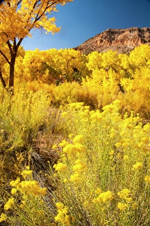 Images Dated 21st November 2023: USA, New Mexico, Jemez National Recreation Area