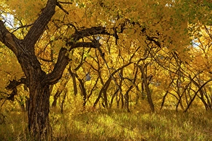 Images Dated 21st November 2023: USA, New Mexico, Jemez National Recreation Area