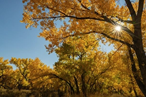 Images Dated 20th November 2023: USA, New Mexico, Jemez National Recreation Area