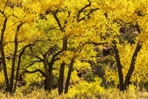 Images Dated 18th December 2020: USA, New Mexico, Jemez River Valley. Cottonwood trees in autumn