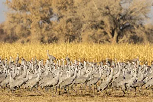 Crane Prints: USA, New Mexico, Ladd S. Gordon Waterfowl Complex. Flock of sandhill cranes. Credit as