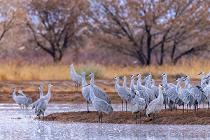 Images Dated 10th May 2024: USA, New Mexico, Ladd S. Gordon Waterfowl Complex
