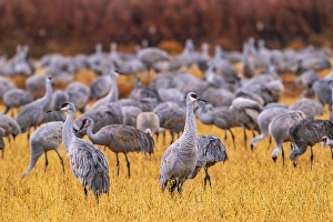 Images Dated 9th August 2024: USA, New Mexico, Ladd S. Gordon Waterfowl Complex