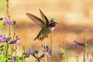 Images Dated 18th April 2024: USA, New Mexico. Male calliope hummingbird in flight
