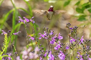 Hummingbird Prints: USA, New Mexico. Male calliope hummingbird in flight